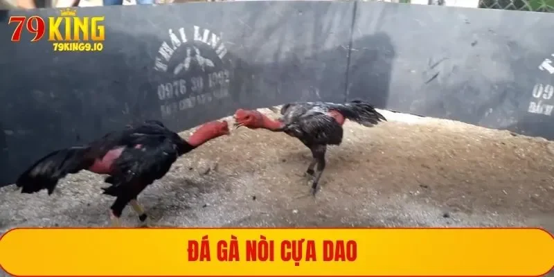 Đá gà nòi Việt Nam độc đáo, kịch tính