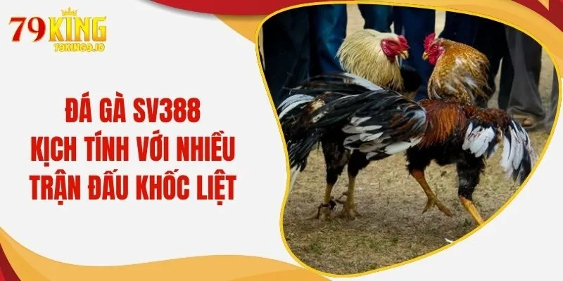 Đá Gà SV388 - Sôi Sục Khí Thế Cùng Nhiều Trận Đấu Căng Go