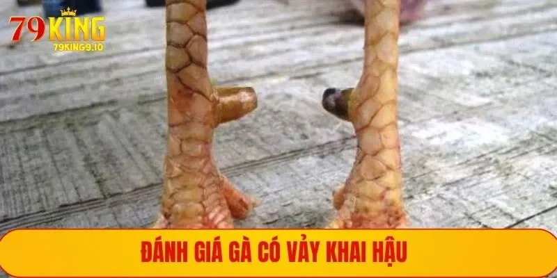 Vảy Gà Khai Hậu - Đặc Điểm Hình Dáng Và Cách Nuôi Dạy Gà 2 Đánh giá khách quan về gà có vảy khai hậu