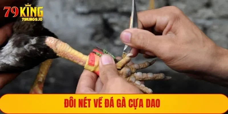 Giới thiệu đá gà với cựa dao