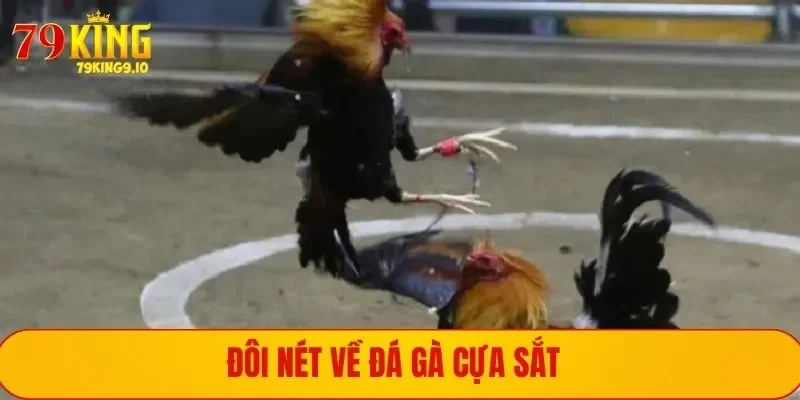 Giới thiệu hình thức chọi gà cựa sắt