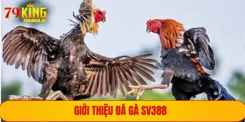 Giới thiệu đá gà SV388 - Sảnh đấu chuyên nghiệp