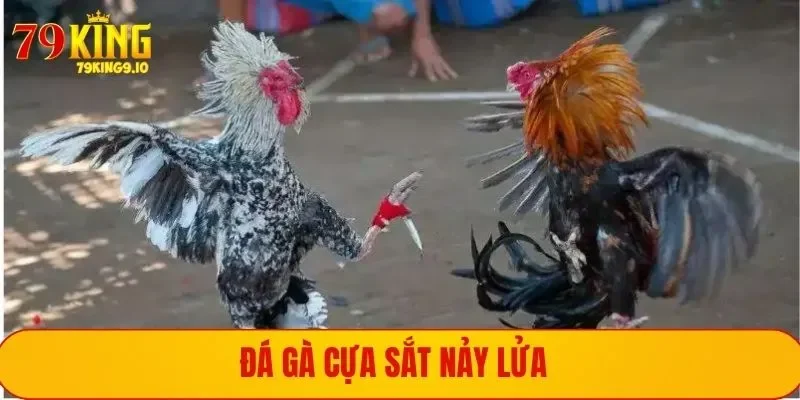 Những cuộc chiến đá gà cựa sắt diễn ra nảy lửa